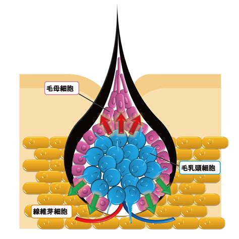 乳頭生毛|乳頭邊長了毛，是什麼病？該不該拔？讓名醫一次解釋給您聽｜每